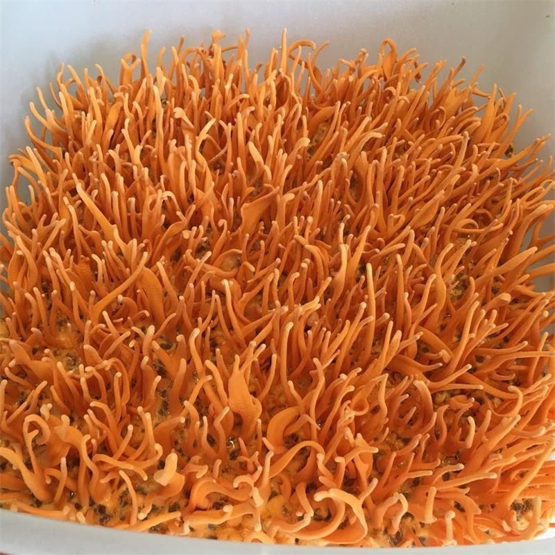 北蟲草培養(yǎng)室